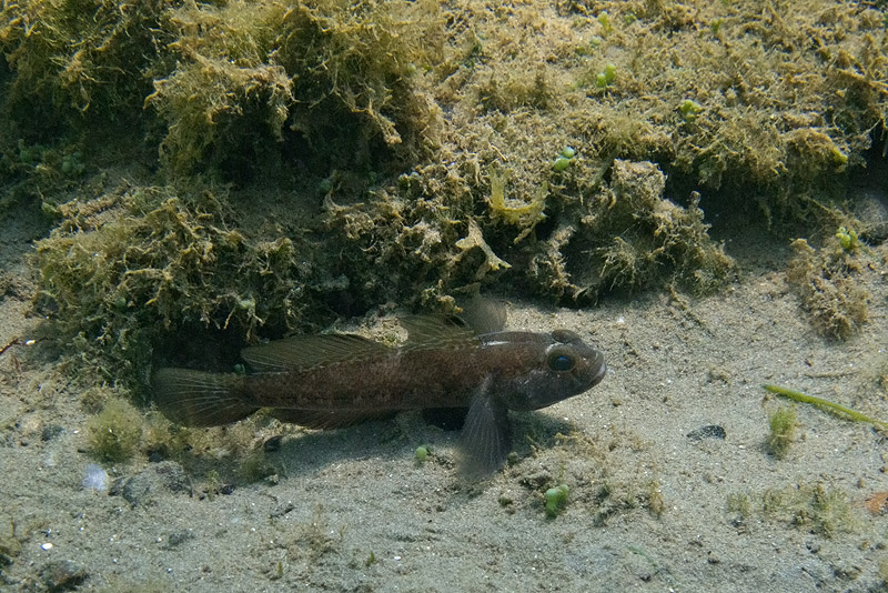 G, geniporus, oppure...?(Gobius niger)